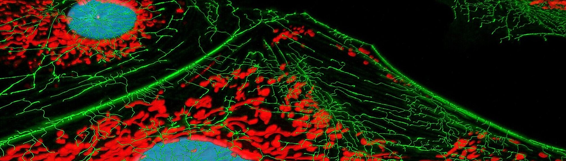 Microscopy